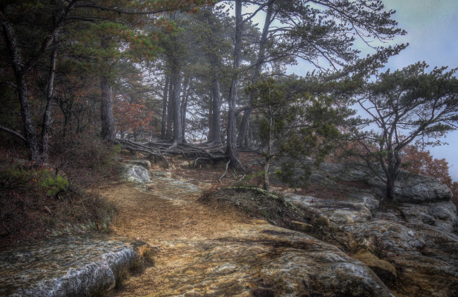 Обои картинки фото природа, лес, простор