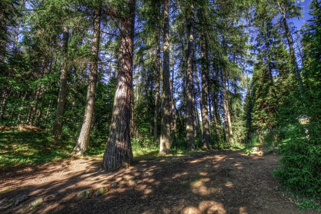 Обои картинки фото природа, лес, простор