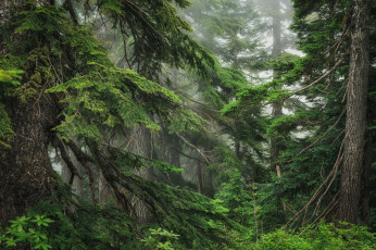 Картинка природа лес простор