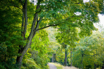 Картинка природа лес простор