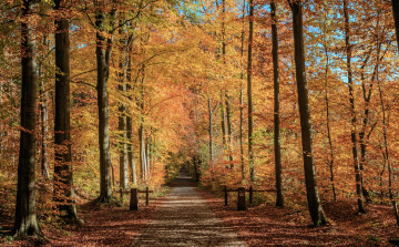 Картинка природа дороги простор