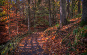 Картинка природа лес простор