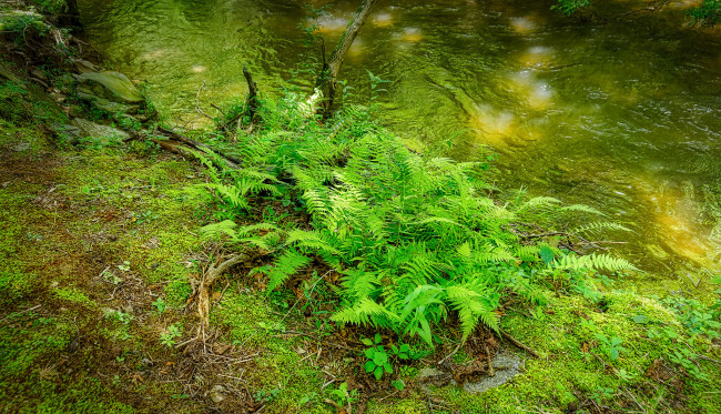 Обои картинки фото природа, листья, простор