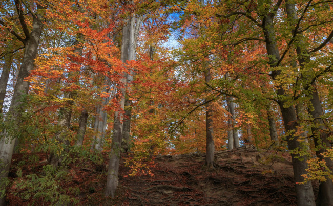 Обои картинки фото природа, лес, простор