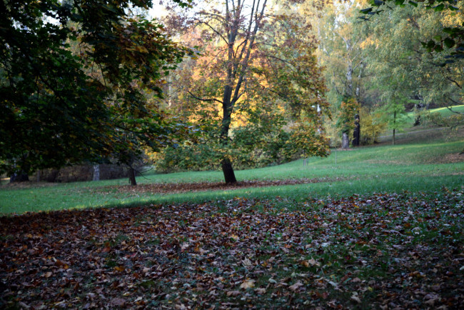 Обои картинки фото природа, парк, осень