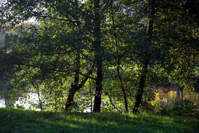 Обои картинки фото природа, парк, водоем