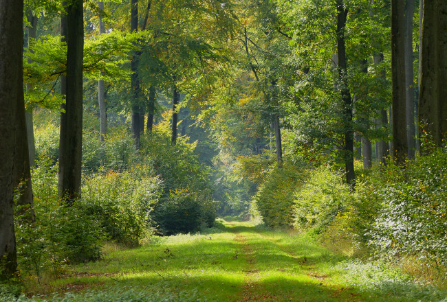 Обои картинки фото природа, лес, простор