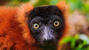 обоя животные, лемуры, рыжий, вари