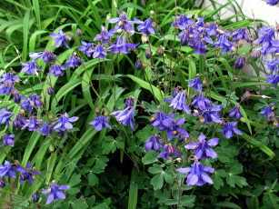 Картинка цветы аквилегия+ водосбор лиловый