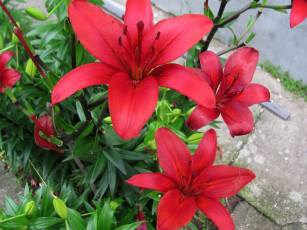Картинка цветы лилии +лилейники красные