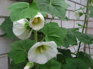 Картинка цветы мальвы белая мальва