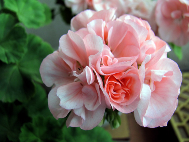 Обои картинки фото цветы, герань, розовый