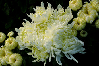 Картинка цветы хризантемы роса