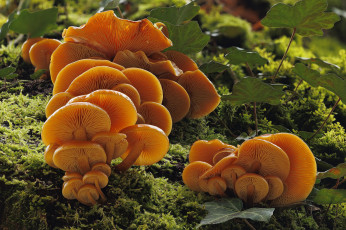 Картинка природа грибы