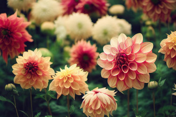 Картинка рисованное цветы лето сад красные розовые боке кремовые