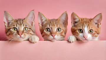 Картинка 3д+графика животные+ animals кот кошка