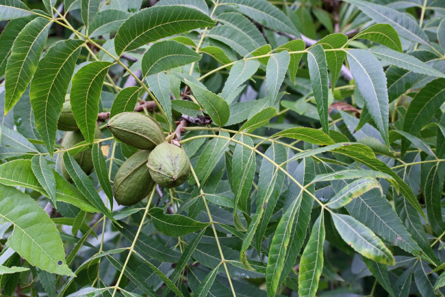 Обои картинки фото pecan nuts, природа, плоды, pecan, nuts