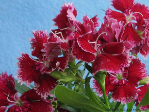 Картинка тебе любимая цветы гвоздики