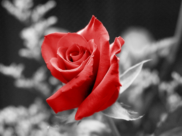 Обои картинки фото цветы, розы