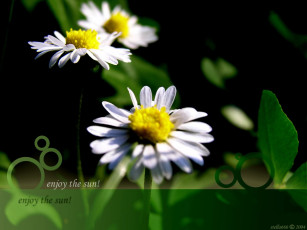 Картинка цветы ромашки