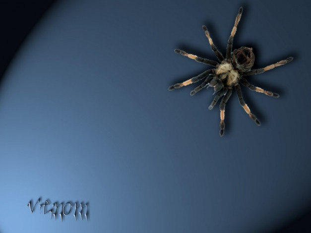 Обои картинки фото животные, пауки