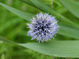 Картинка цветы