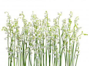 Картинка цветы ландыши