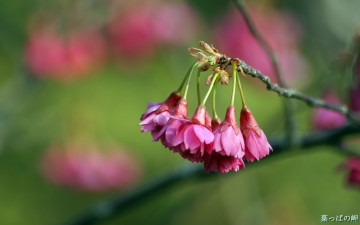 Картинка цветы цветущие деревья кустарники