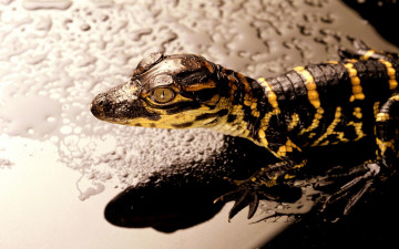 Картинка животные крокодилы