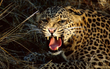 Картинка животные леопарды