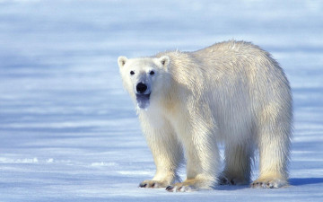 Картинка животные медведи