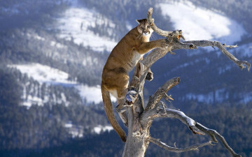 Картинка животные пумы