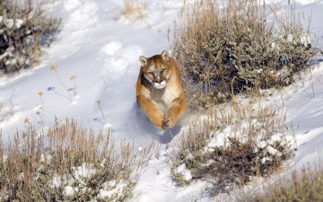 Картинка животные пумы