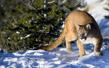 обоя животные, пумы