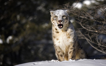 Картинка животные снежный барс ирбис