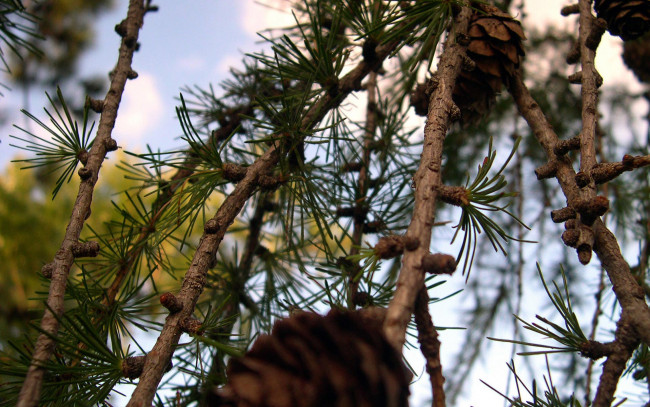 Обои картинки фото природа