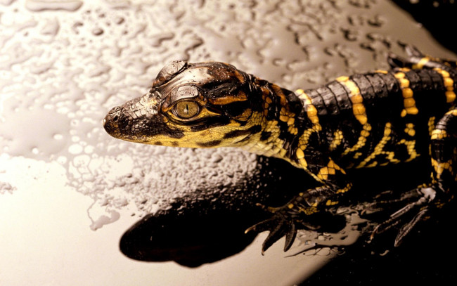 Обои картинки фото животные, крокодилы