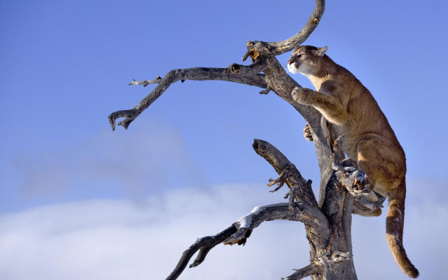 Обои картинки фото животные, пумы