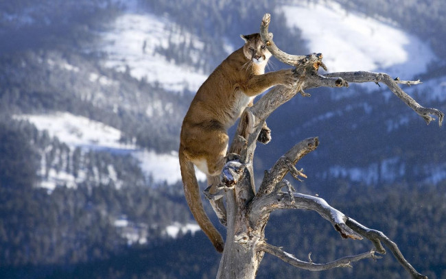 Обои картинки фото животные, пумы