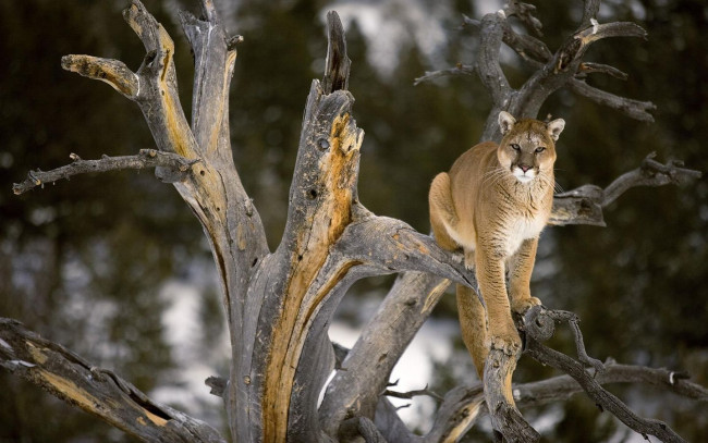 Обои картинки фото животные, пумы