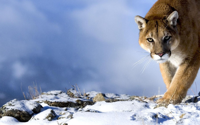 Обои картинки фото животные, пумы