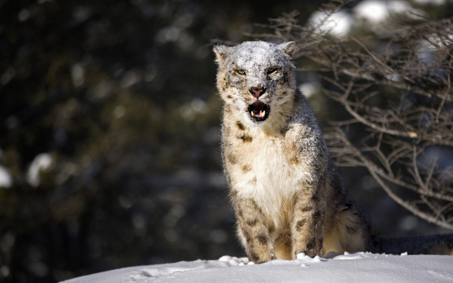 Обои картинки фото животные, снежный, барс, ирбис