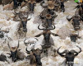 Картинка животные антилопы