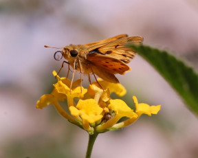 Картинка животные бабочки