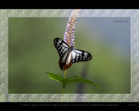 Картинка животные бабочки