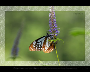 Картинка животные бабочки