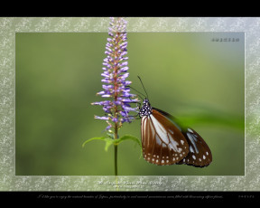 Картинка животные бабочки