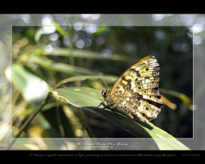 Картинка животные бабочки