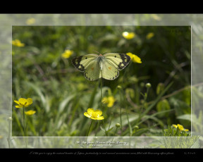 Картинка животные бабочки