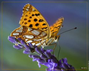 Картинка животные бабочки